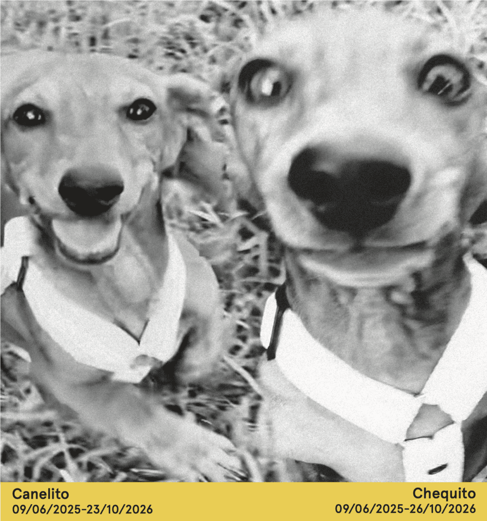Perritos bonitos
